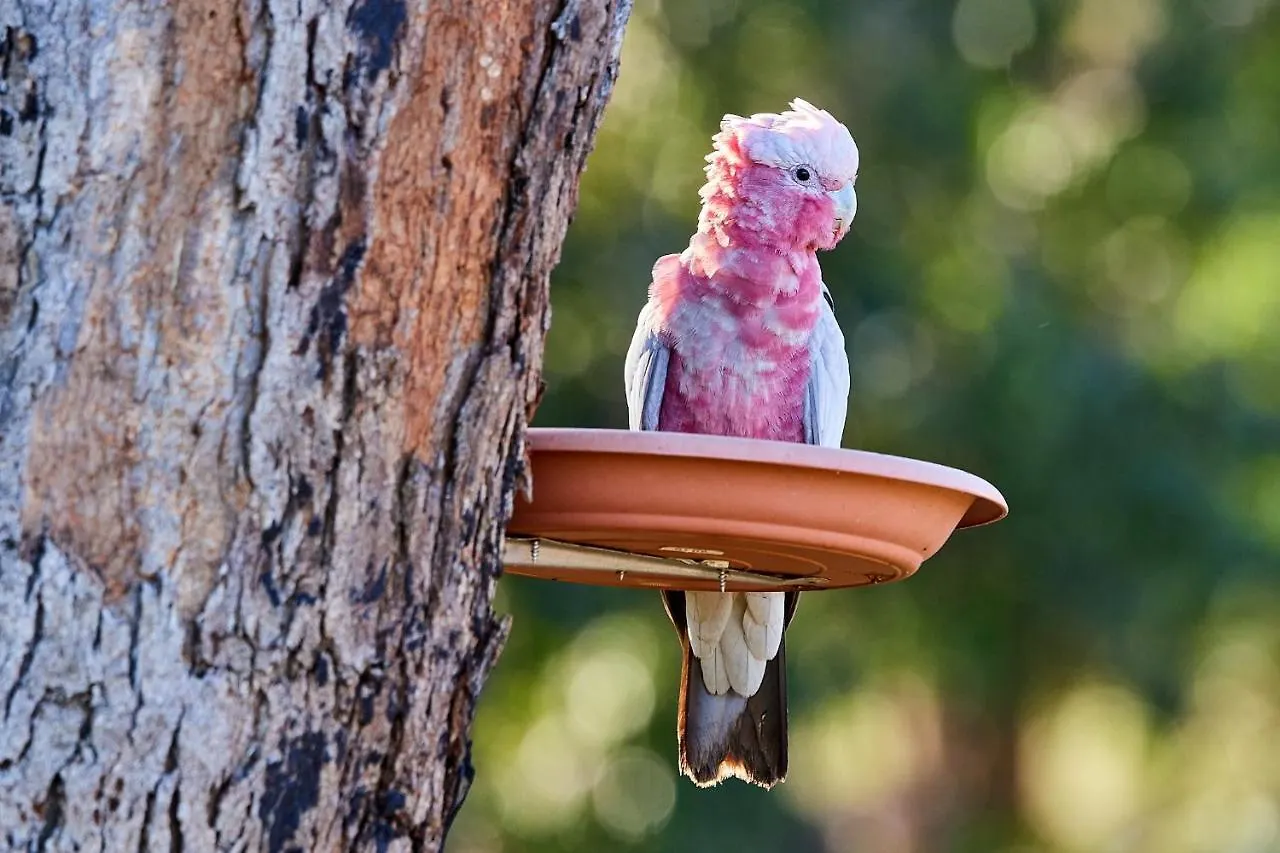 A Stanthorpe Getaway Villa Ballandean 0*,